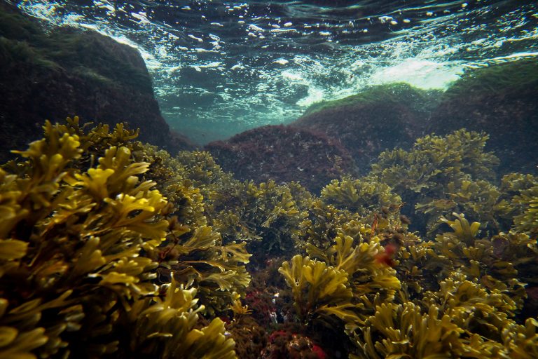 Vedenalaista maisemaa Saaristomerellä
