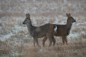 kaksi metsäkaurista pellolla