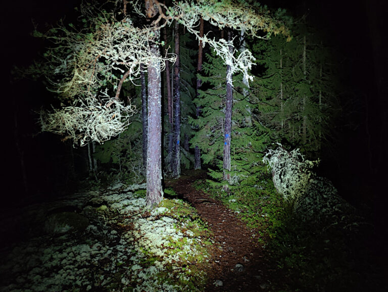 yöllinen metsä otsalampun valossa