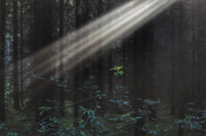 Garden of the Soul image 1 by Martin Karlsson