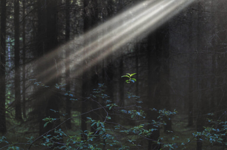 Garden of the Soul image 1 by Martin Karlsson