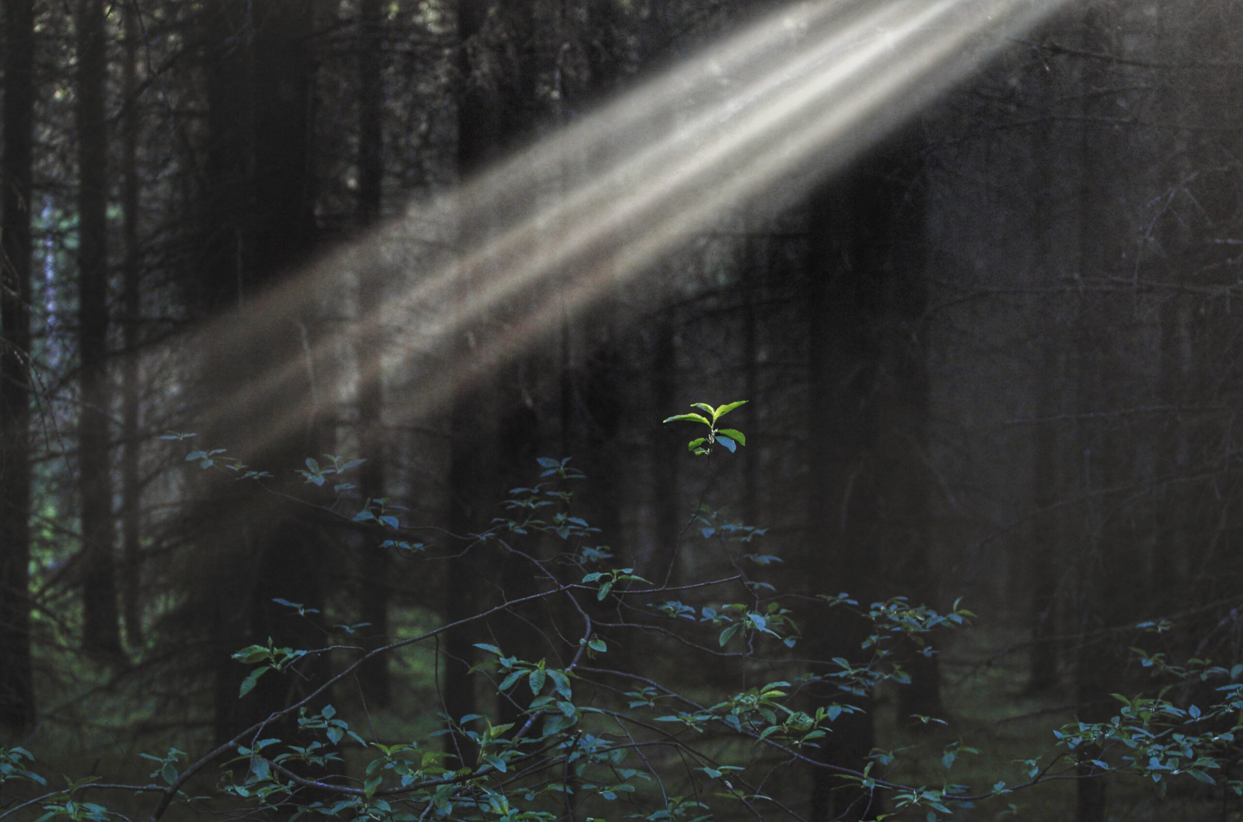 Martin Karlssonin valokuvanäyttely ”Sielun puutarha” on matka sisäiseen maailmaan